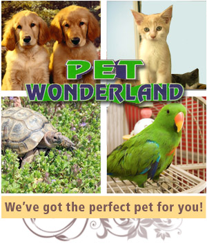 Puppies for Sale - Wilkes Barre PA - Pet Wonderland - Puppies for Sale - We’ve got the perfect pet for you!